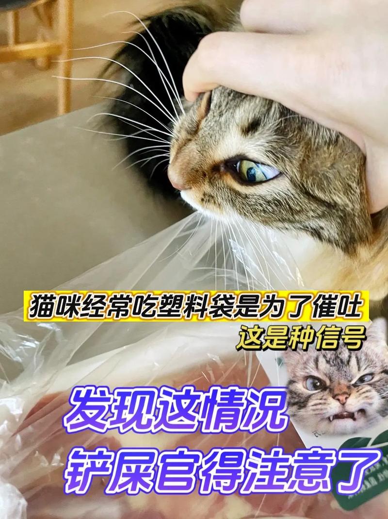 猫咪首免疫，保护毛孩子健康成长的必要措施