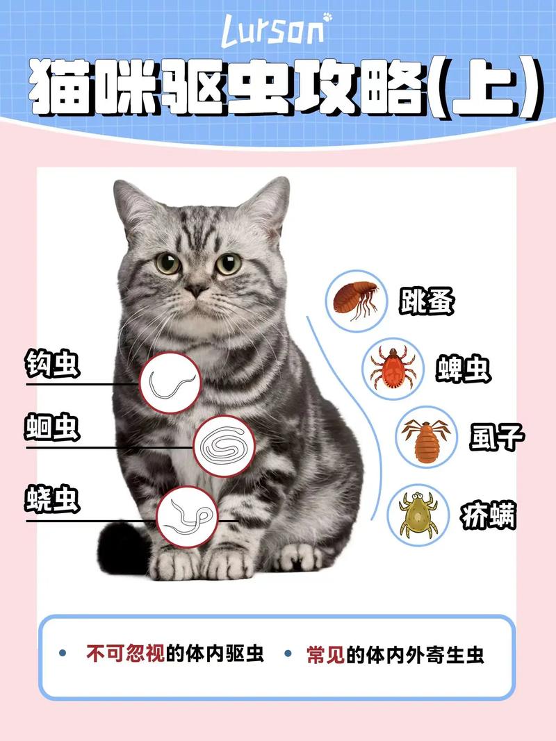 驱虫妙法，让爱宠健康无忧——揭秘猫咪体内驱虫全攻略