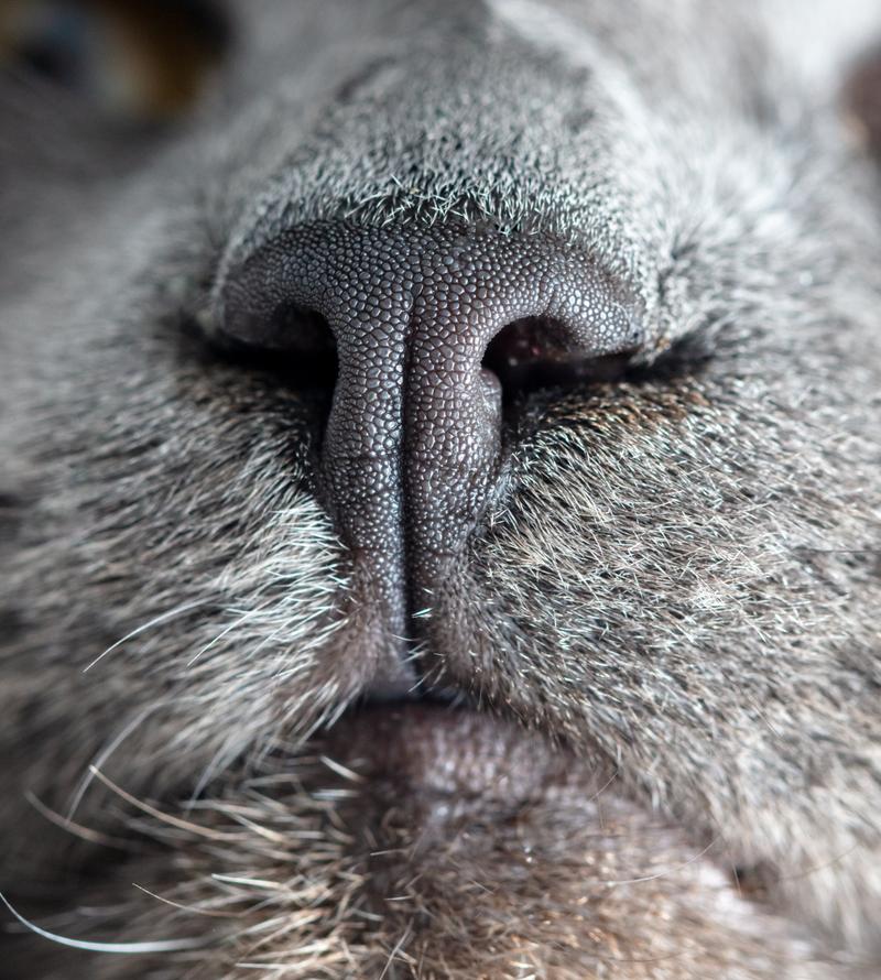 猫咪的神秘鼻子，探秘其独特功能与奥秘