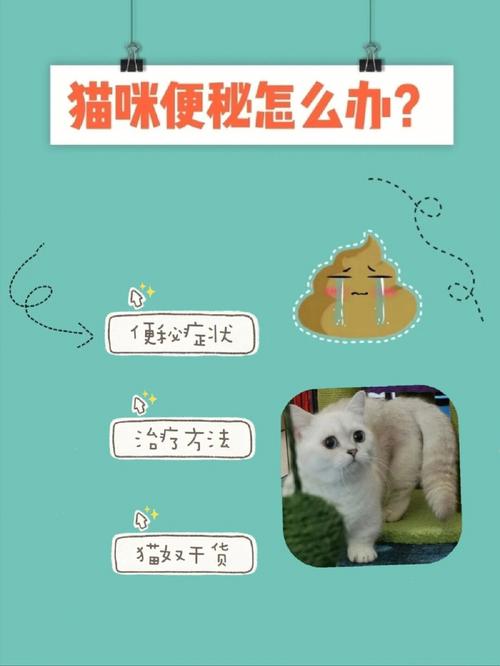 猫咪便秘，了解症状与应对策略