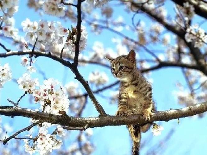 猫儿花影，戴花猫咪的美丽与魔力