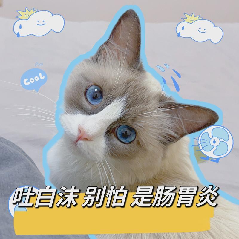 猫咪为何总是在咀嚼吐沫？