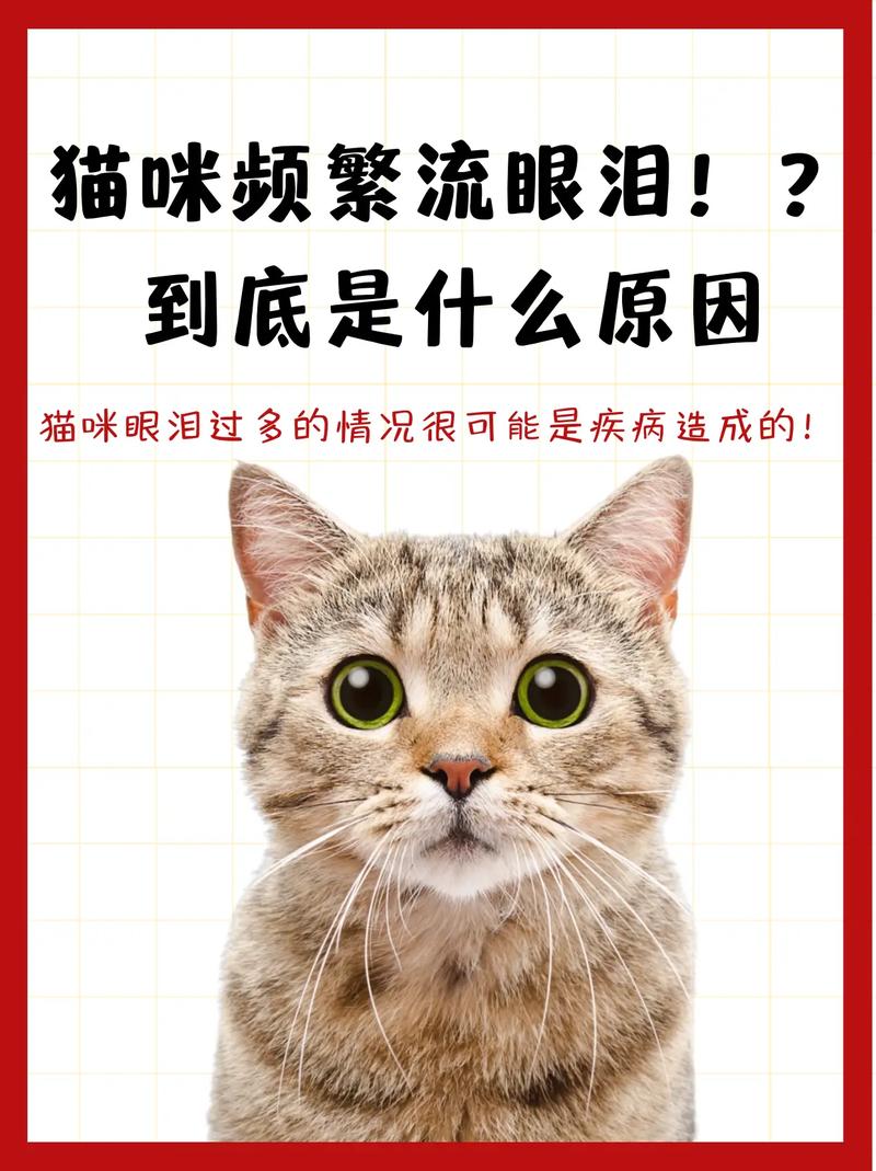 猫咪也有泪水，探秘它们的情感世界