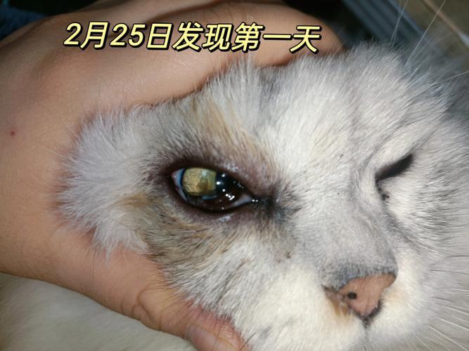 猫咪独特角膜颜色的秘密