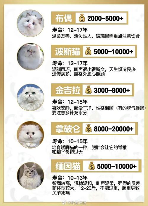 探索猫咪品种的魅力与价格