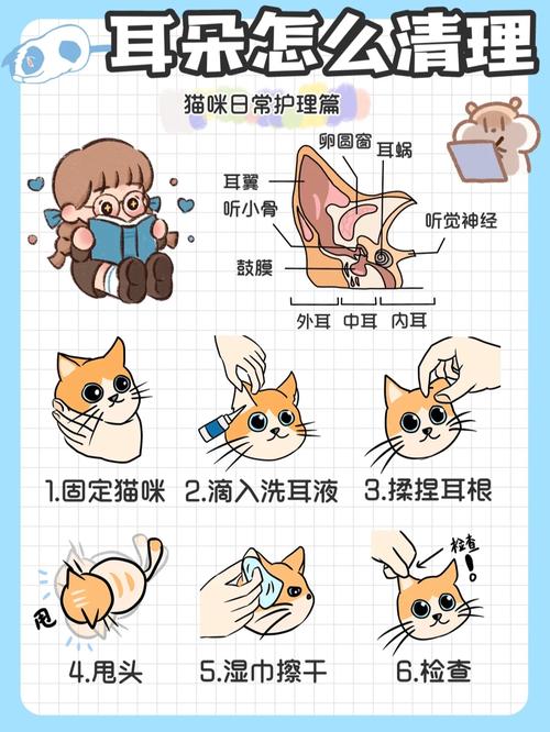 猫咪囊疮，了解与预防