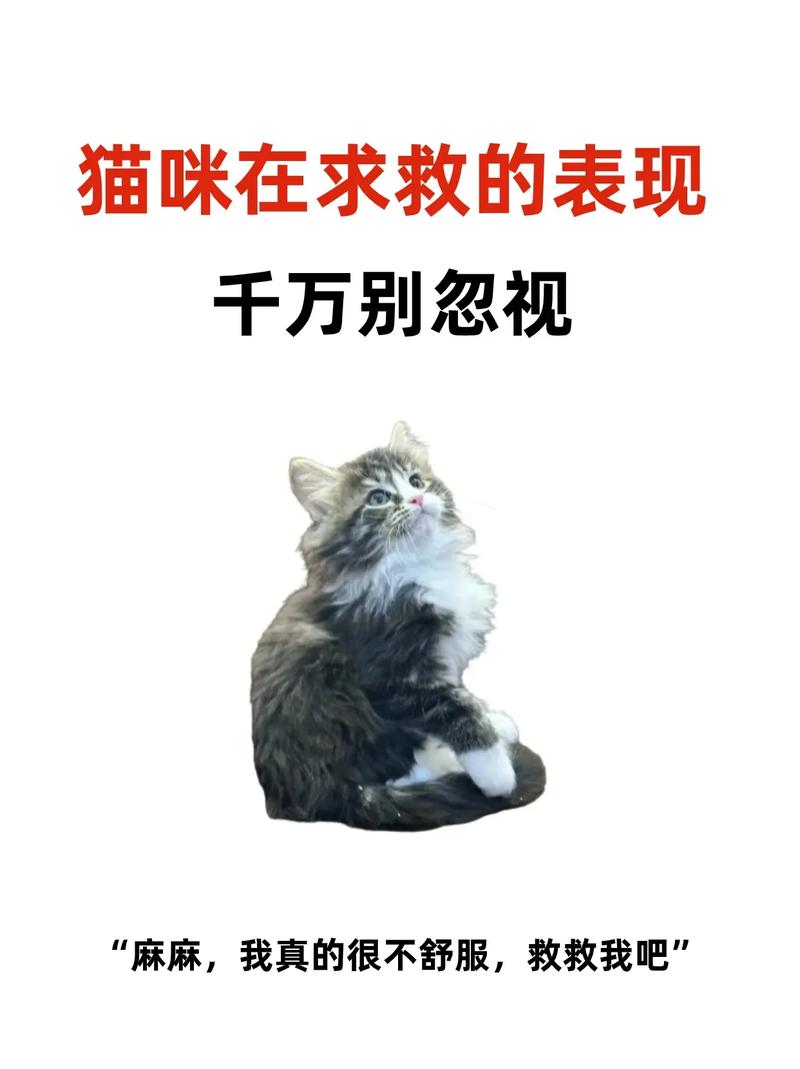 猫咪疯狂大吃，为何这猫狂症不可忽视？