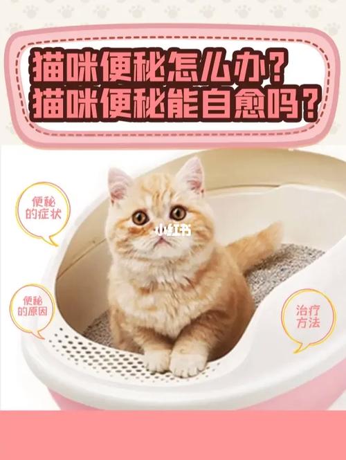 猫咪便秘，如何识别症状并提供有效护理