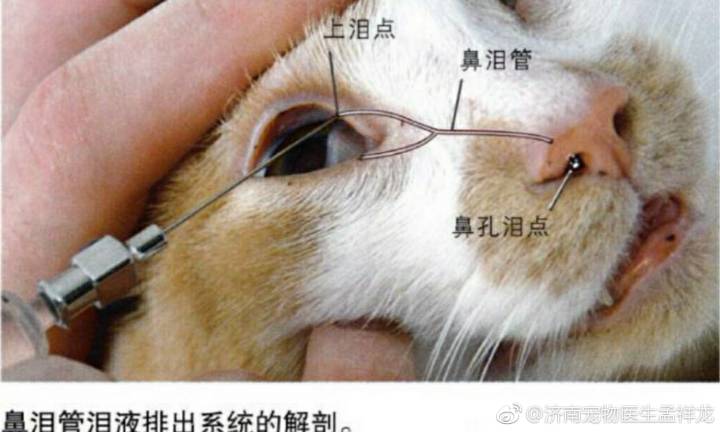 猫咪泪腺堵塞，了解原因与护理方法