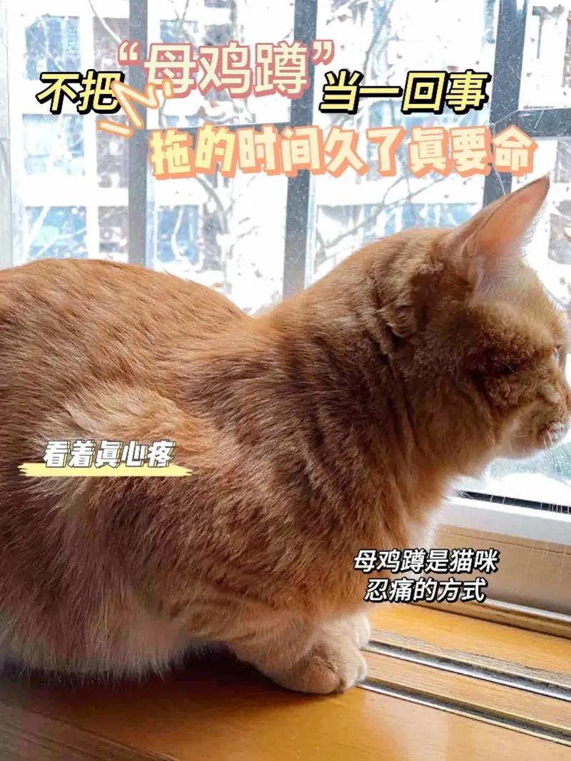 揭秘猫咪换毛的秘密，如何优雅度过换季换毛期