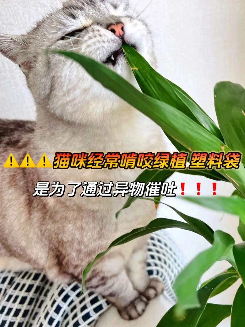 猫咪香波，顶尖选择，宠爱毛孩子从这里开始