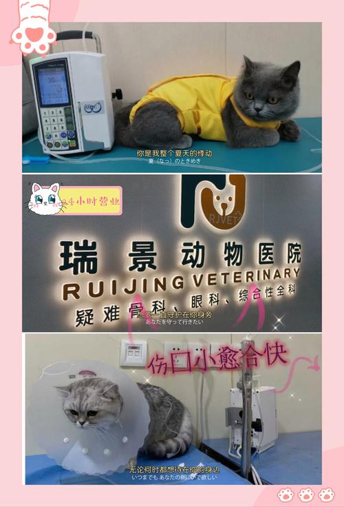 淘宝猫咪药品，如何为你的毛孩子选择安全有效的宠物健康守护者