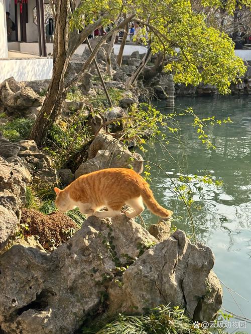 猫咪的温柔与苏州的雅致——一场心灵的邂逅