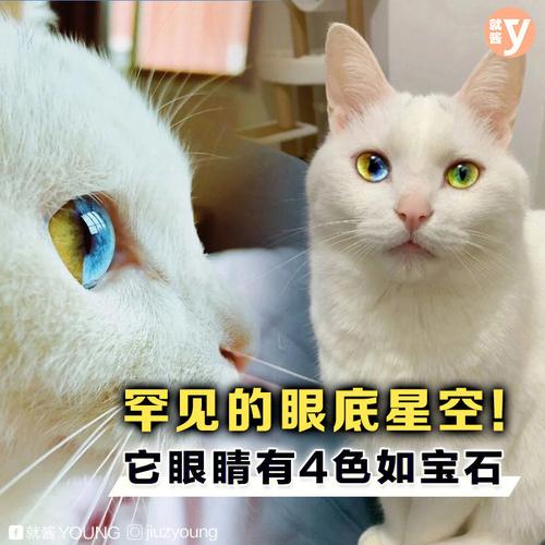 猫咪的神秘之眼，一次关于缓缓眨眼的探索