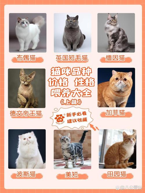 猫咪出售吧揭秘最萌小宠的温馨生活