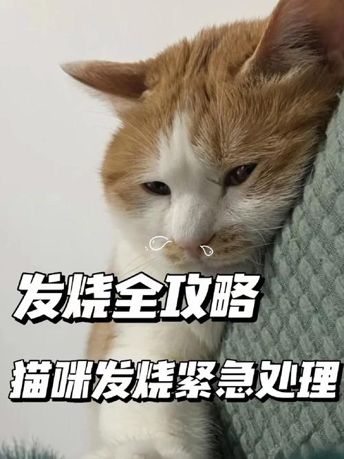 猫咪发烧，如何及时察觉与正确处理