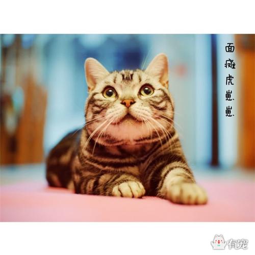 猫咪发情的迹象与识别方法