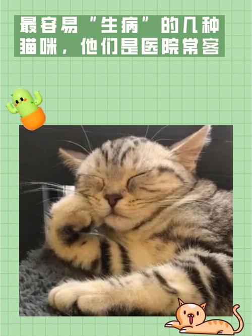 猫咪生病了，如何及时发现与妥善治疗