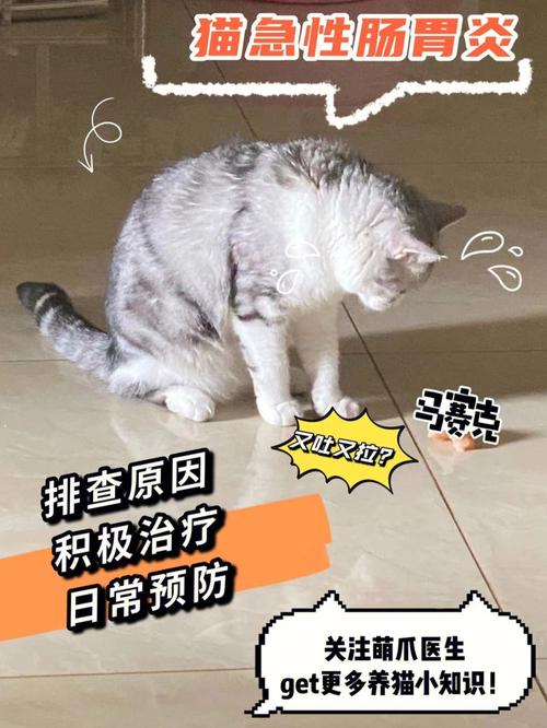 猫咪肠胀起，症状识别与护理要点