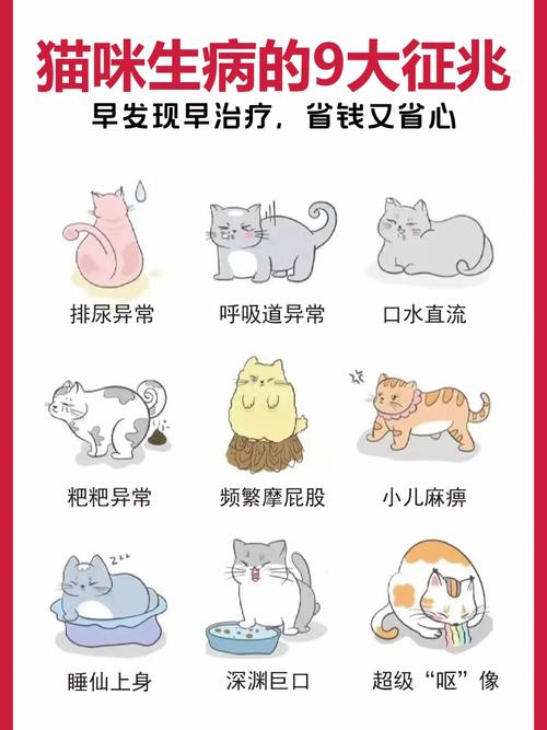 猫咪生病不吃？五招帮助它恢复活力