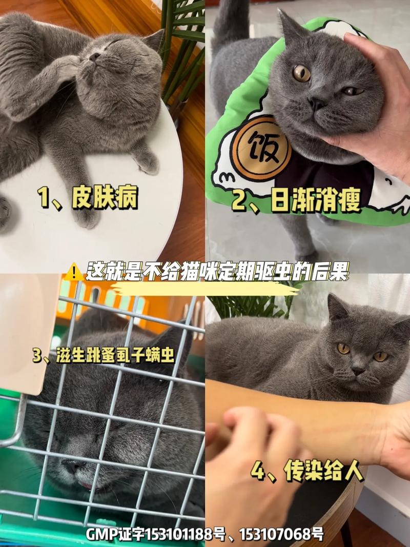 猫咪跳蚤驱除，科学方法让毛孩子远离跳蚤困扰