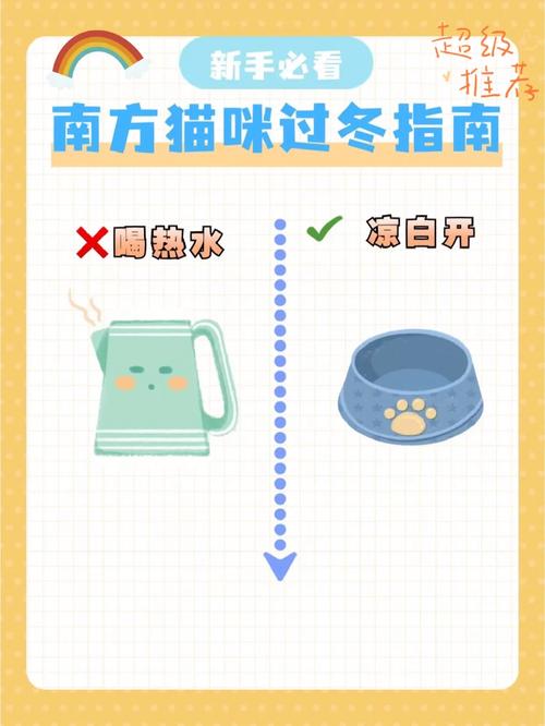 猫咪过冬秘籍，温暖守护您的毛茸伙伴