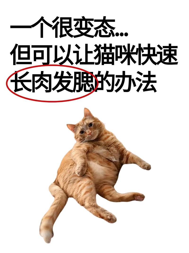 从照片中窥见的猫咪减肥秘籍