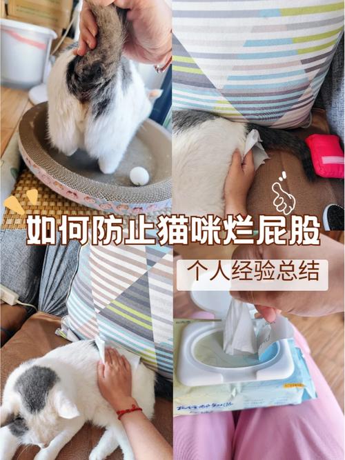 猫咪肛门干燥，如何护理与预防