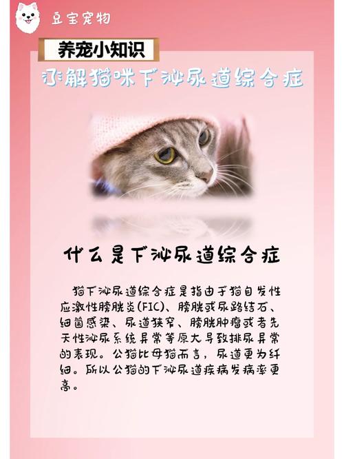 猫咪排便问题，常见原因与解决之道