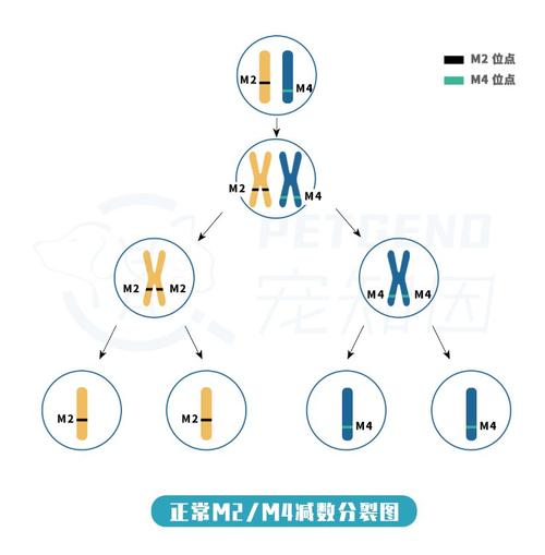 揭秘淡化基因猫咪背后的科学奥秘