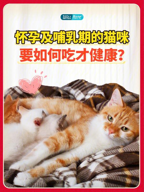 猫咪怀孕吃什么好——专家建议