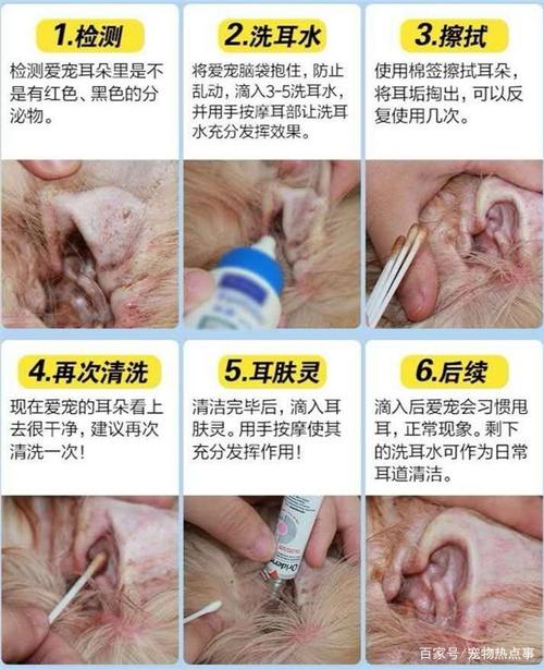 猫咪耳垢的秘密，如何保持健康耳朵