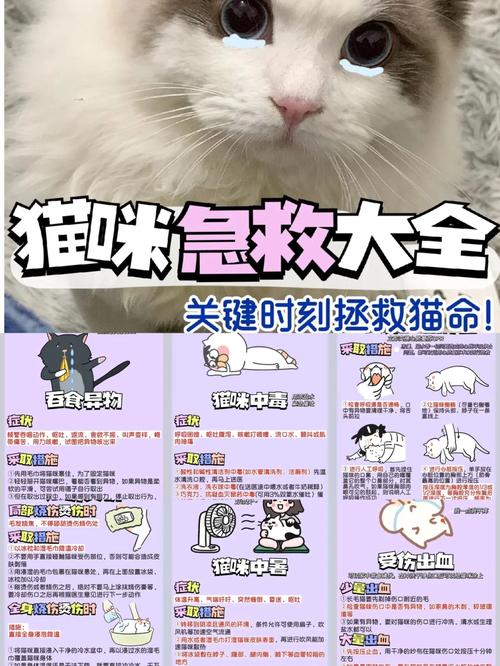 猫咪抽搐背后的健康警报