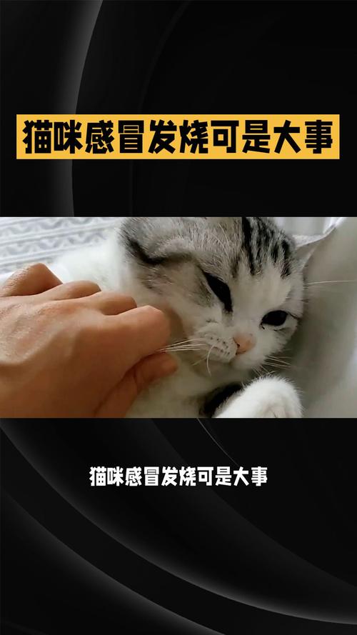 揭秘猫咪价格背后的价格迷局