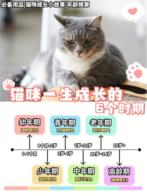 探索猫咪的生命周期，从幼年到老年