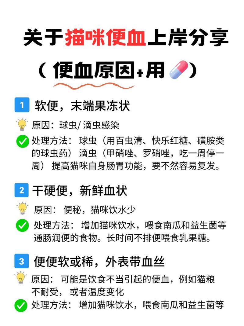 猫咪便血的常见原因及应对策略