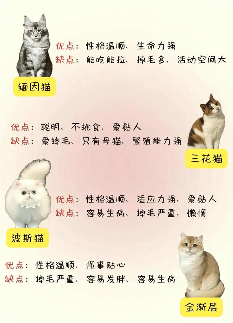 探索猫咪世界的奥秘，五大常见猫咪类型解析