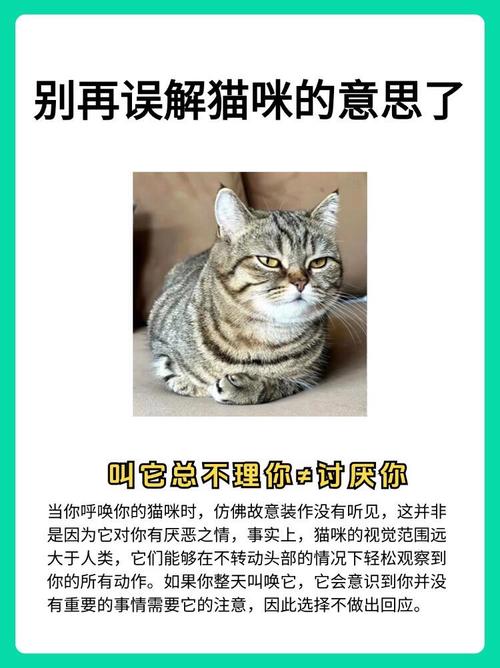 猫咪的心思你读懂了吗？