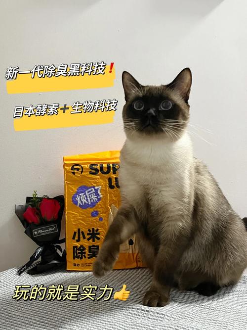 猫咪的尿路健康，保持快乐与活力的秘密