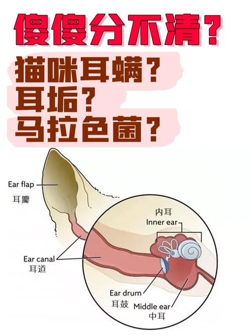 猫咪耳朵发臭？解决方法与预防技巧全解析