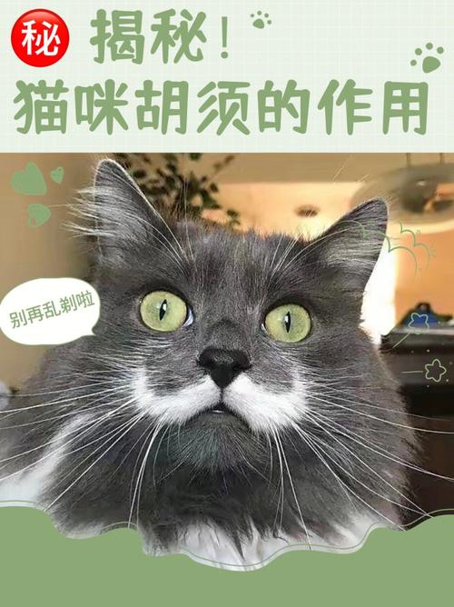 揭秘猫咪胡须的秘密，为什么它们总是低垂着？