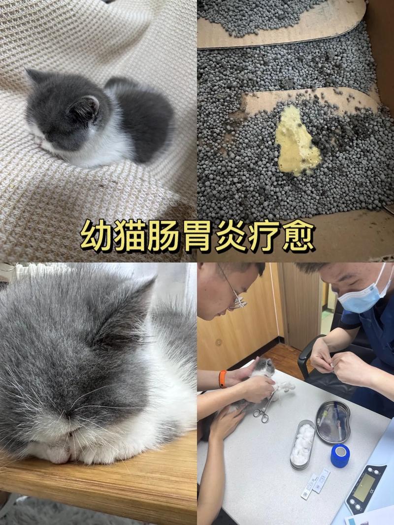 猫咪轻微肠炎