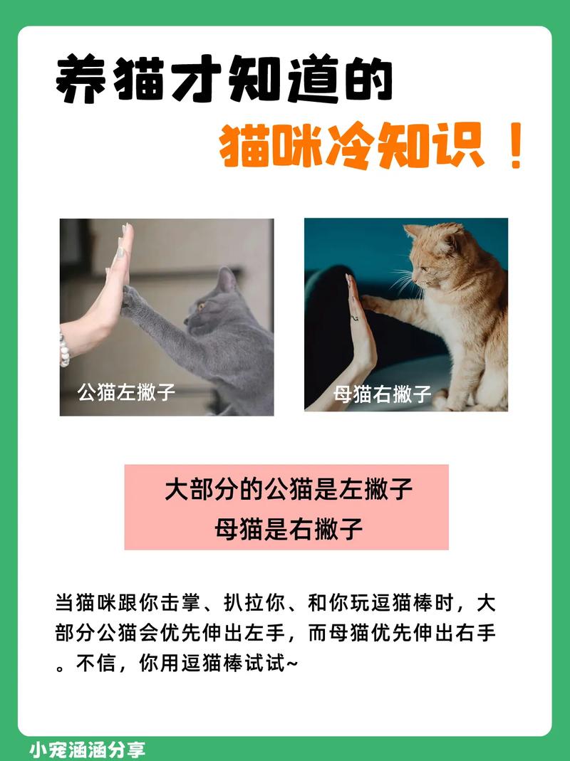 揭秘猫咪与公猫的秘密，你不可不知的猫咪世界