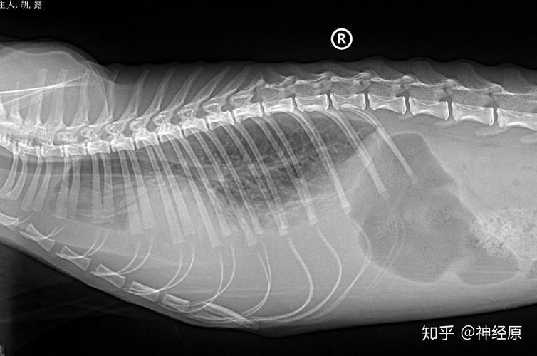 蛋白腹水猫咪，如何与病态生活共存