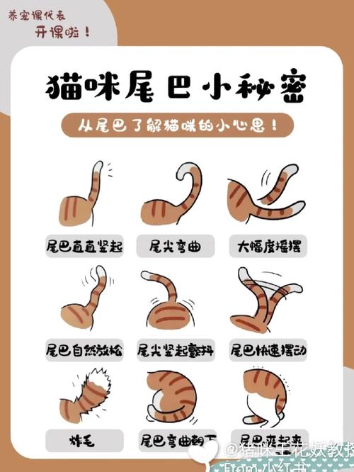 猫咪竖起尾巴的那些秘密