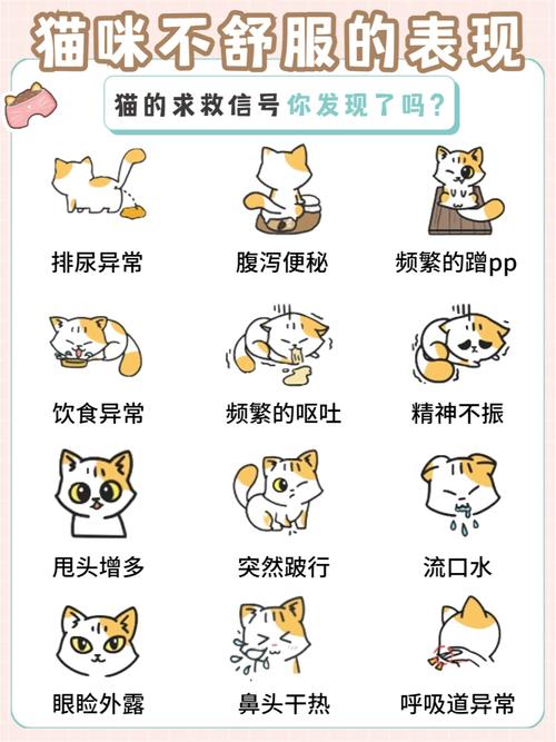 猫咪随地大小便，常见原因及解决方案