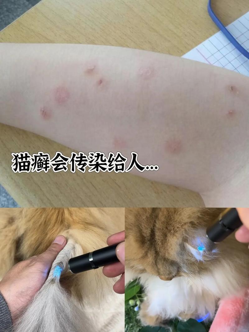 猫咪也爱美，揭秘金钱癣背后的美丽传说