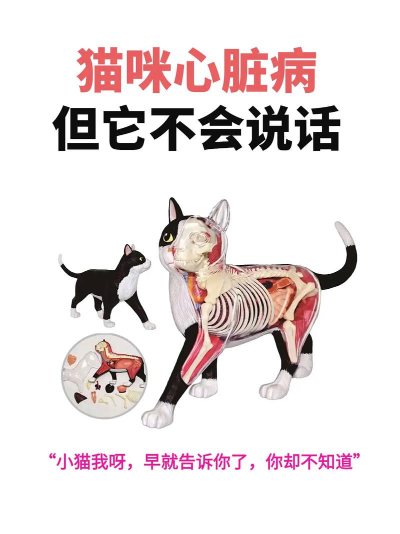 猫咪的心跳，揭秘猫咪心脏的奥秘