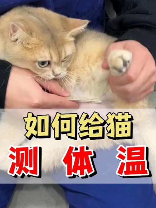 探究猫咪的理想体温，了解你的毛茸伙伴的最佳舒适度