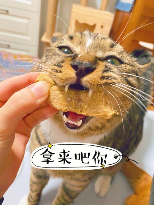 猫咪的美食奥秘，如何正确给猫咪喂食鱼子酱